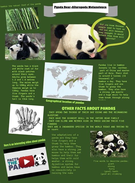 Panda Bear Interesting Facts