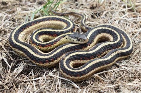 Common Gartersnake (Thamnophis sirtalis) - Amphibians and Reptiles of ...