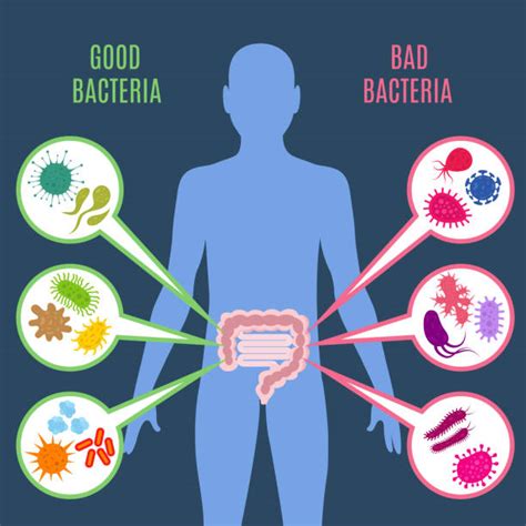 Best Probiotics Illustrations, Royalty-Free Vector Graphics & Clip Art - iStock