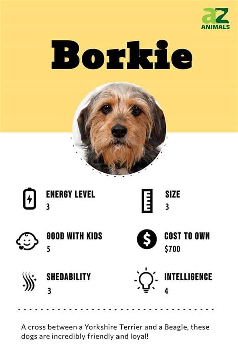 Borkie - A-Z Animals