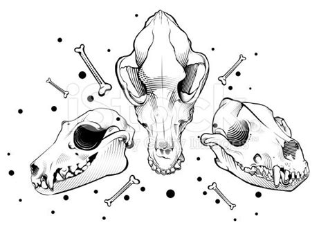 vector illustration | Dog skull, Skulls drawing, Skull drawing