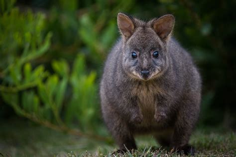 Tasmanian Pademelon | Sean Crane Photography