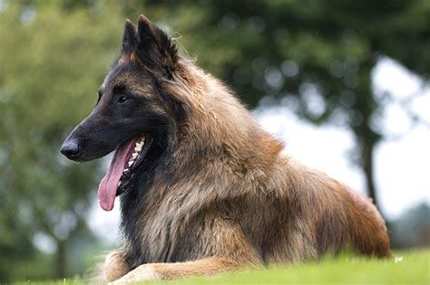 Belgian Tervuren - Native Breed.org