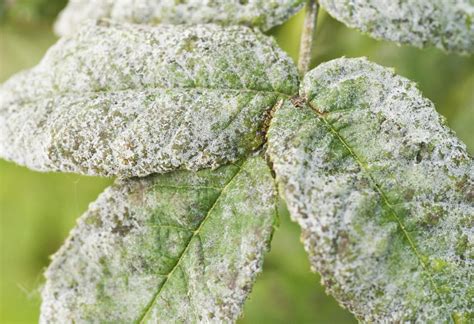 How to Get Rid of Powdery Mildew on Plants