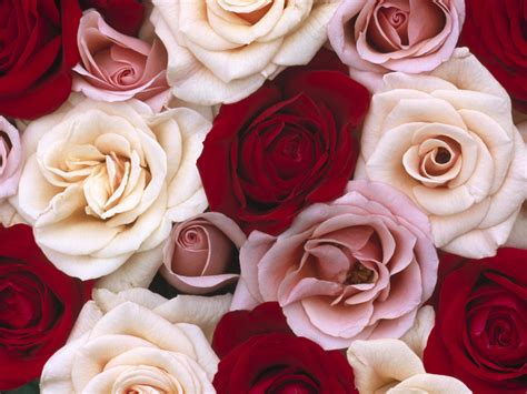 Romantic Roses Wallpaper | Free Flower Downloads