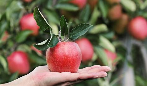 Apple Tree Varieties 🍎 Over 40 Types of Apple Trees