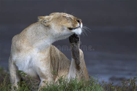 Portrait of Wild Lion in Its Natural Habitat Stock Image - Image of africa, natural: 61219319