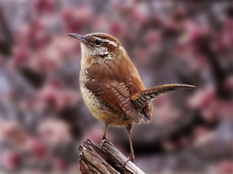 Birds: Carolina Wren