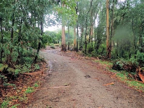 Dandenong Ranges Tourist Track - Hiking Trail Guide