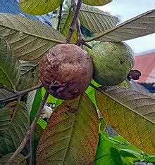 IXORA Guava VNR Bihi Variety Amrood Fruit (Air layered / Grafted) Live Plants & Tree : Amazon.in ...