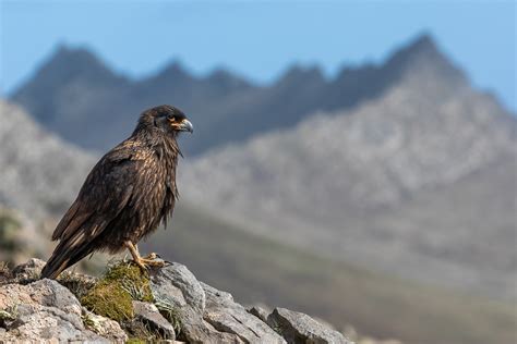 Birds of the Falklands – Falklands Nature