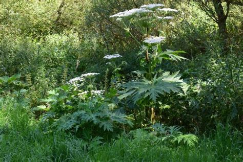 Frequently Asked Questions about Giant Hogweed - Health & Detox & Vitamins