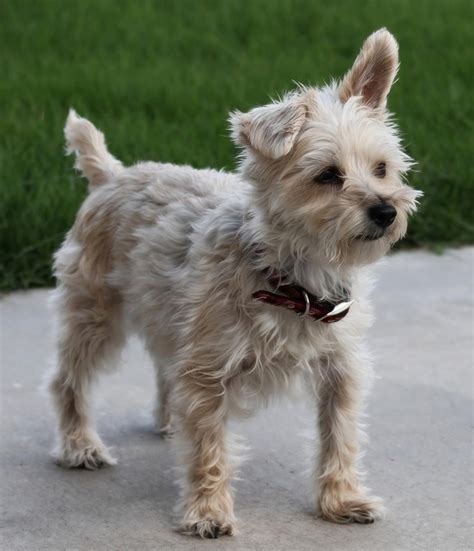 Lola, Schnilky (Miniature Schnauzer/Silky Terrier). Terrier Mix, Terriers, Australian Silky ...