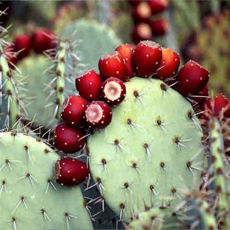 Prickly pear fruit | Nutrition facts-Prickly pear fruit | Health benefits