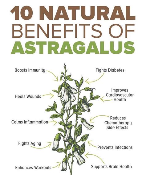 Vīdl WELLNESS’s Instagram profile post: “Benefits of Astragalus ...