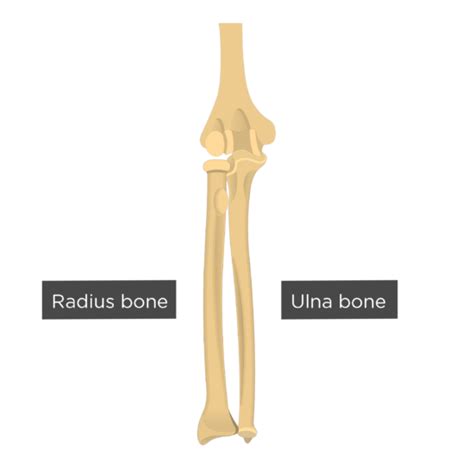 Ulna Radius Bone