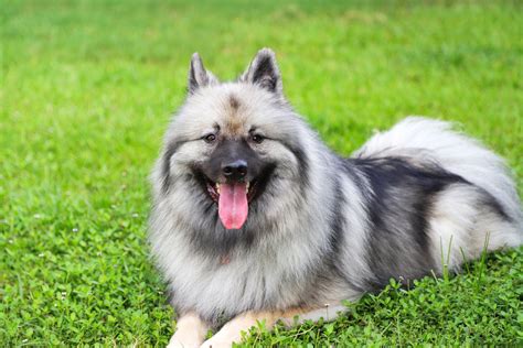 Keeshond Dog: Dog Breed Characteristics & Care