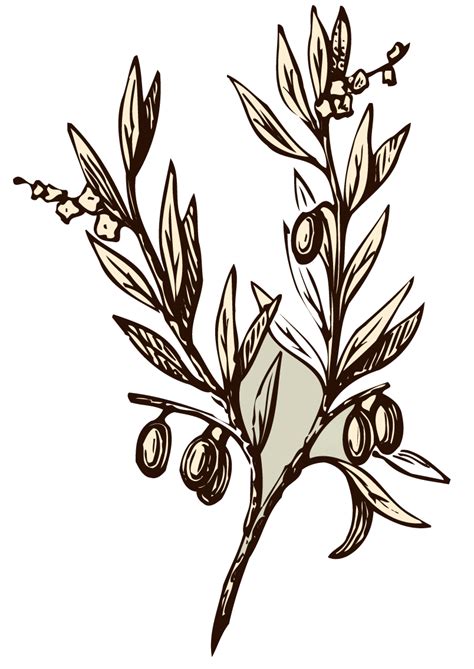 Olive branch Drawing Symbol - almond png download - 804*1136 - Free Transparent Olive Branch png ...