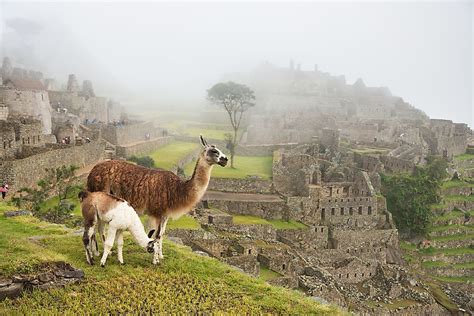 Where Do Llamas Live? - WorldAtlas