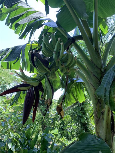 Puerto Rican Dwarf Plantain - Cody Cove Farm & Nursery