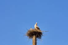 Wood Stork Nesting Free Stock Photo - Public Domain Pictures