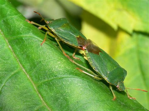 Multiplication | Common green shield bug, Palomena prasina | bramblejungle | Flickr