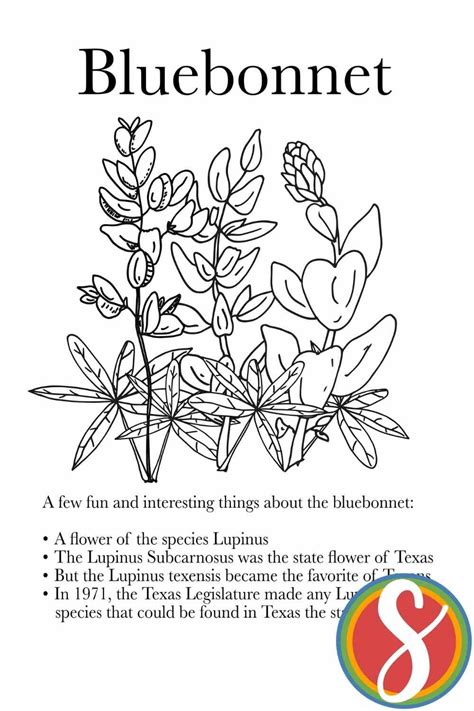 5 Free Bluebonnet Coloring Pages — Stevie Doodles