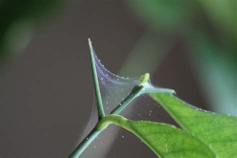 Spider Mites on Lemon Tree | A macro (or macro-ish) shot of … | Flickr ...