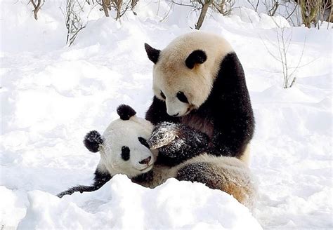 20 Wonderful pictures of animals in the snow | Amazing Creatures