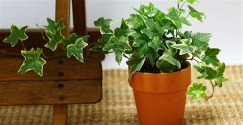 Types of Ivy: Varieties of Ivy Plants for Outdoors and Indoors