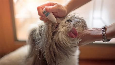 4 Best Eye Drops for Dogs & How to Pick the Right One