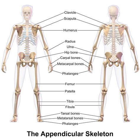 Appendicular Skeleton (126 Bones) - StoryMD