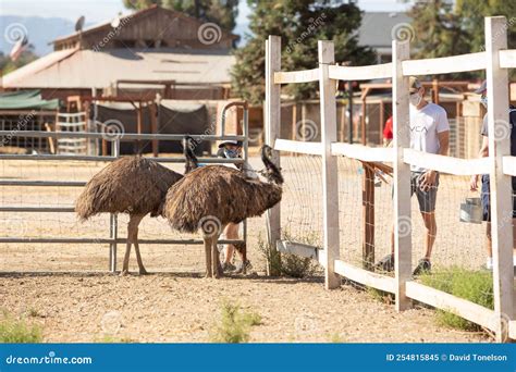 Emu at Gilroy Ostrich Farm editorial image. Image of barn - 254815845