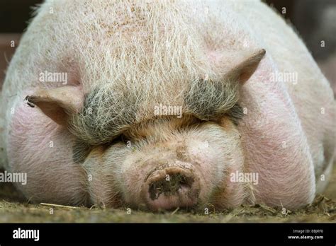 Fat Pig High Resolution Stock Photography and Images - Alamy