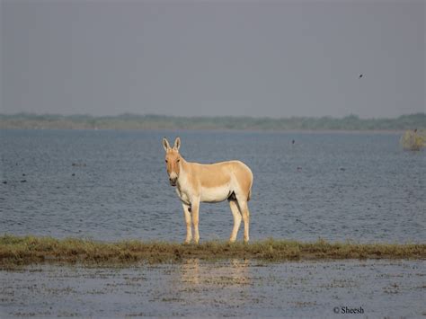 Little Rann of Kutch Wildlife Sanctuary, Gujarat Wildlife Tours