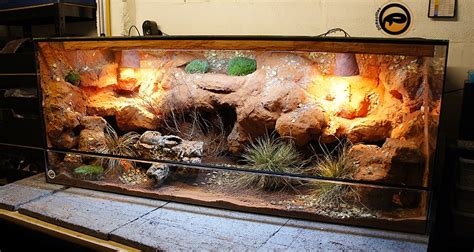 Bearded Dragon Cage Setup Guide - Reptile Care - All Pet Care