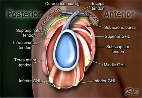 Shoulder Anatomy and Variants on MRI (2022)