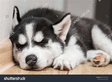 6,606 Sleeping Husky Images, Stock Photos & Vectors | Shutterstock