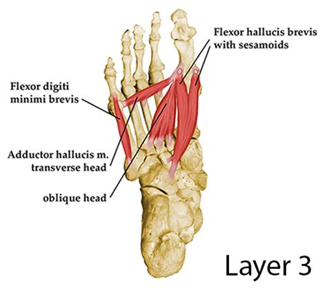 Layers of the Plantar Foot - Foot & Ankle - Orthobullets