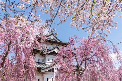 Hirosaki Park Cherry Blossoms | Travel Japan - Japan National Tourism Organization (Official Site)