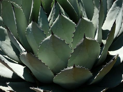 Agave Wallpapers - Wallpaper Cave