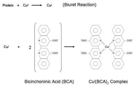 In-situ Micro-Volume Bicinchoninic Acid Protein Assay | February 26, 2010