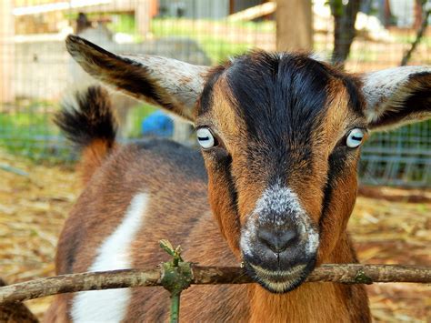 Miniature Goats | Nigerian Dwarf Goats For Sale | Zodiac Mini Goats | South Coast, NSW, Australia