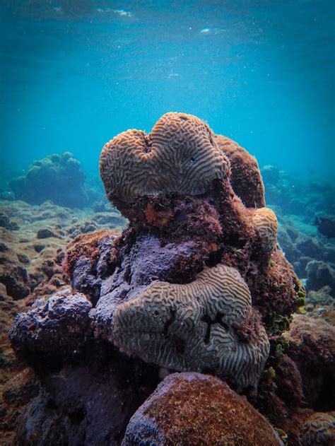 Corals on Rocks Under the Sea · Free Stock Photo