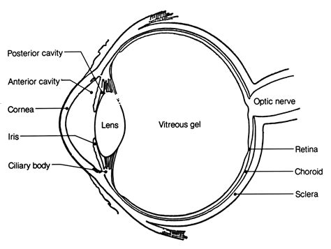 parts of the eyes clipart 20 free Cliparts | Download images on ...