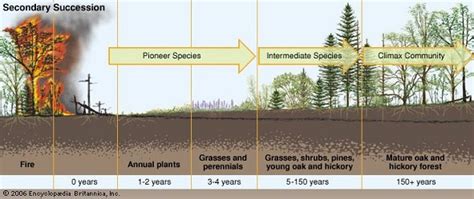 Succession - The Temperate forest