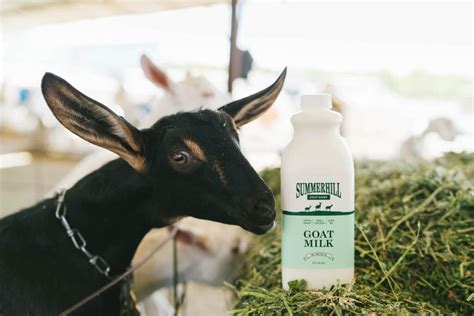 Goat Milk vs Cow Milk | Summerhill Goat Dairy