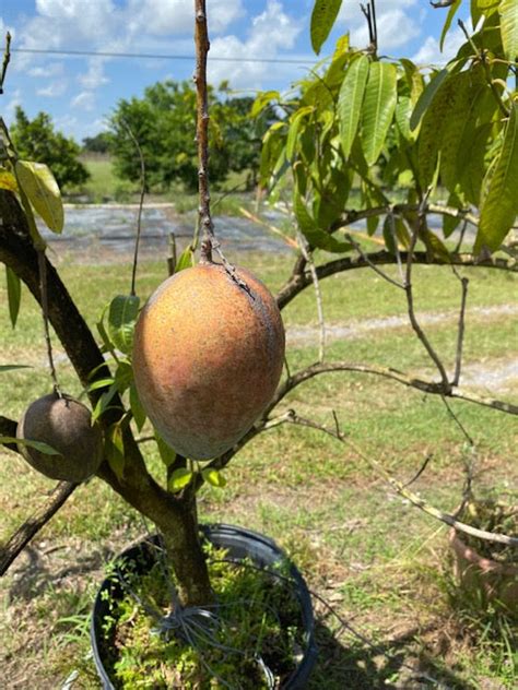 Keitt Mango Tree, Grafted, 2-3 feet tall, in Container from Florida ...