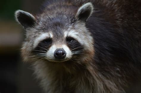 Raccoon Poop Removal - Raccoon Feces Cleanup