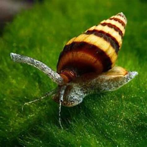 Assassin Snail | Fast Delivery Abyss Aquatics UK